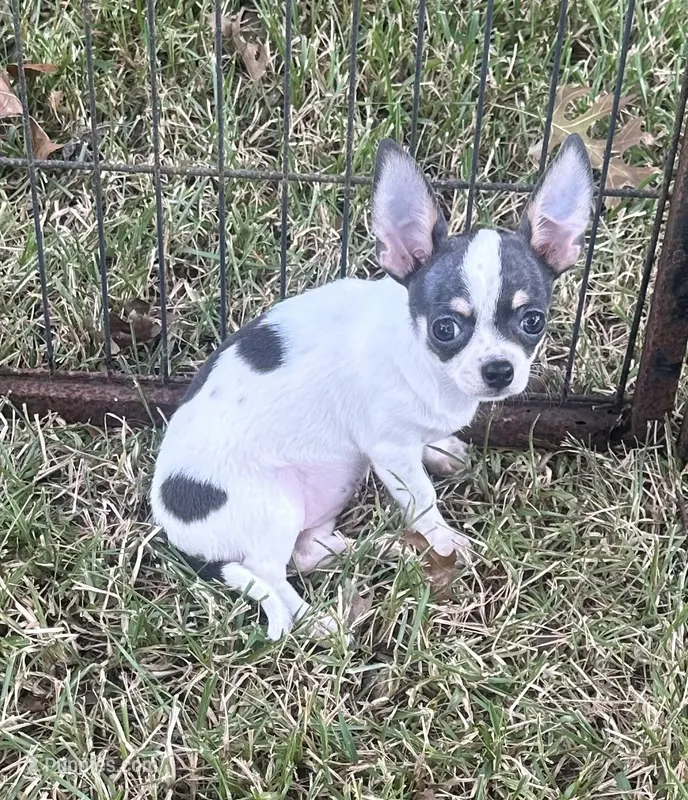 Female Blue spotted on white – Chihuahua puppy for sale in Pitkin, LA