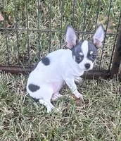 Female Blue spotted on white, a female Chihuahua for sale in Pitkin, LA – 1 of 5