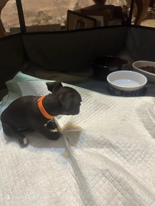 Orange collar  – Chihuahua puppy for sale in Pitkin, LA