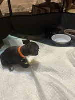 Orange collar , a female Chihuahua for sale in Pitkin, LA – 1 of 2