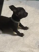 Grey collar, a male Chihuahua for sale in Pitkin, LA – 2 of 2