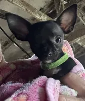 Green collar. 1.75 pounds 6/1/26, a female Chihuahua for sale in Pitkin, LA – 4 of 4