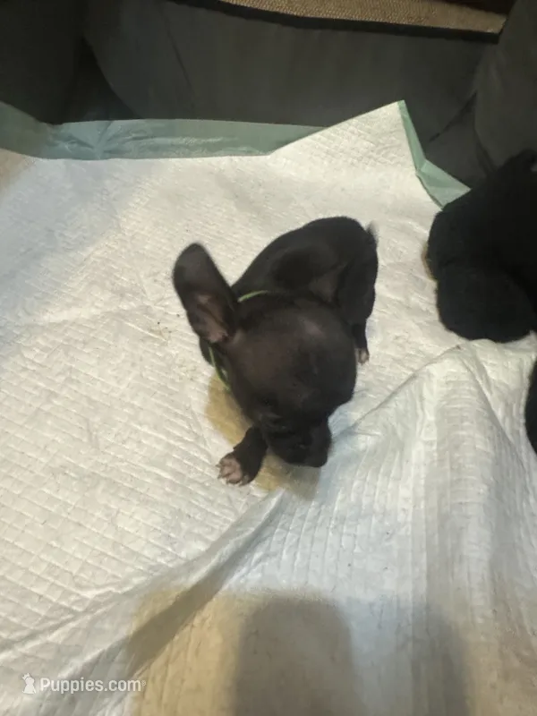 Green collar – Chihuahua puppy for sale in Pitkin, LA