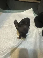 Green collar, a female Chihuahua for sale in Pitkin, LA – 1 of 2