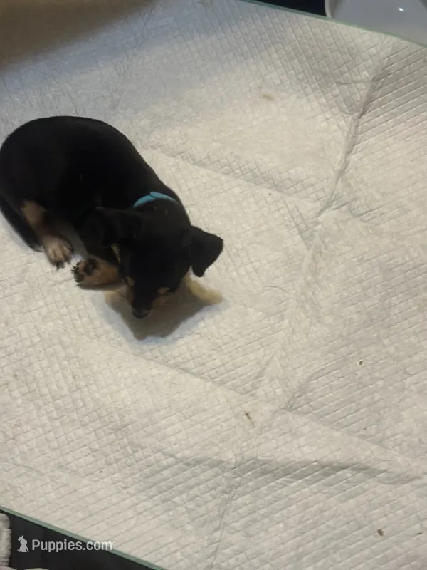 Turquoise collar – Chihuahua puppy for sale in Pitkin, LA