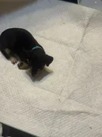 Turquoise collar, a male Chihuahua for sale in Pitkin, LA – 1 of 2