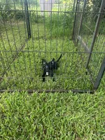 Williams Magic Beaux, a male Chihuahua for sale in Pitkin, LA – 2 of 3