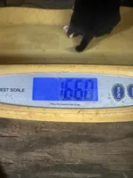 Male black tri, a male Chihuahua for sale in Pitkin, LA – 7 of 9