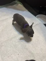 Purple collar, a female Chihuahua for sale in Pitkin, LA – 2 of 2