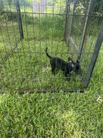 Williams Magic Beaux, a male Chihuahua for sale in Pitkin, LA – 3 of 3