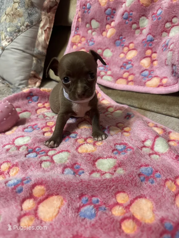 White Collar.  – Chihuahua puppy for sale in Pitkin, LA