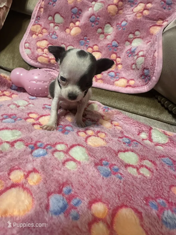 Black collar  – Chihuahua puppy for sale in Pitkin, LA