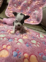 Black collar , a female Chihuahua for sale in Pitkin, LA – 1 of 2