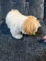 Sudden Lee, a male Shih Tzu for sale in La Mesa, CA – 2 of 5