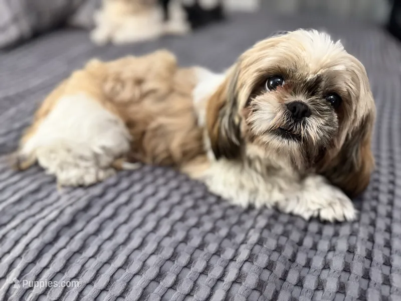 Luna – Shih Tzu puppy for sale in La Mesa, CA