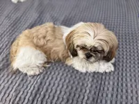 Luna, a female Shih Tzu for sale in La Mesa, CA – 3 of 3