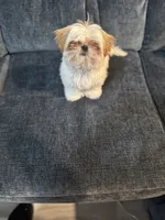 Sudden Lee, a male Shih Tzu for sale in La Mesa, CA – 3 of 5