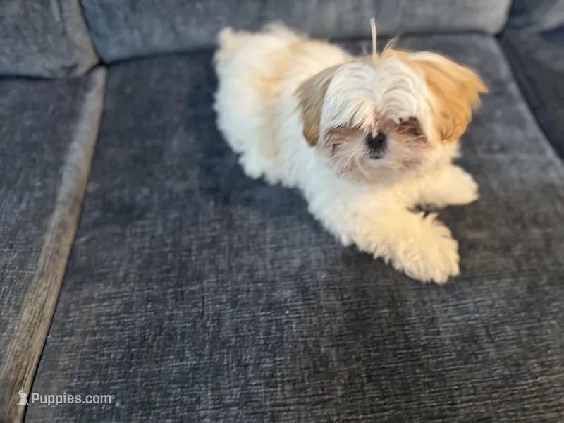 Sudden Lee – Shih Tzu puppy for sale in La Mesa, CA