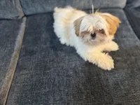 Sudden Lee, a male Shih Tzu for sale in La Mesa, CA – 1 of 5