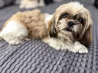 Luna, a female Shih Tzu for sale in La Mesa, CA – 2 of 3