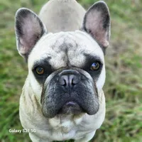 Max Thunder, a male French Bulldog for sale in Dawn, MO – 4 of 4