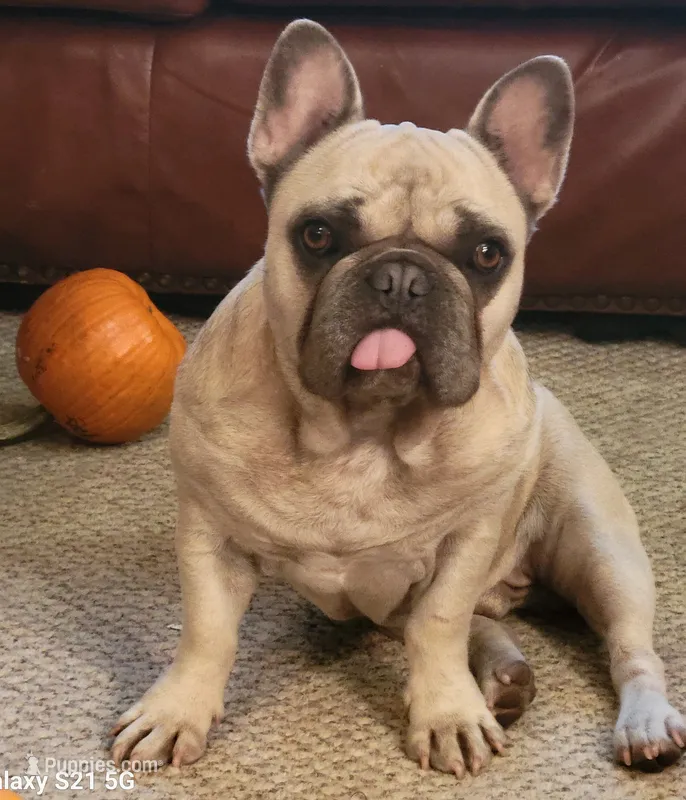 Max Thunder – French Bulldog puppy for sale in Dawn, MO