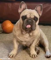 Max Thunder, a male French Bulldog for sale in Dawn, MO – 1 of 4