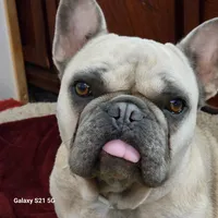 Max Thunder, a male French Bulldog for sale in Dawn, MO – 3 of 4