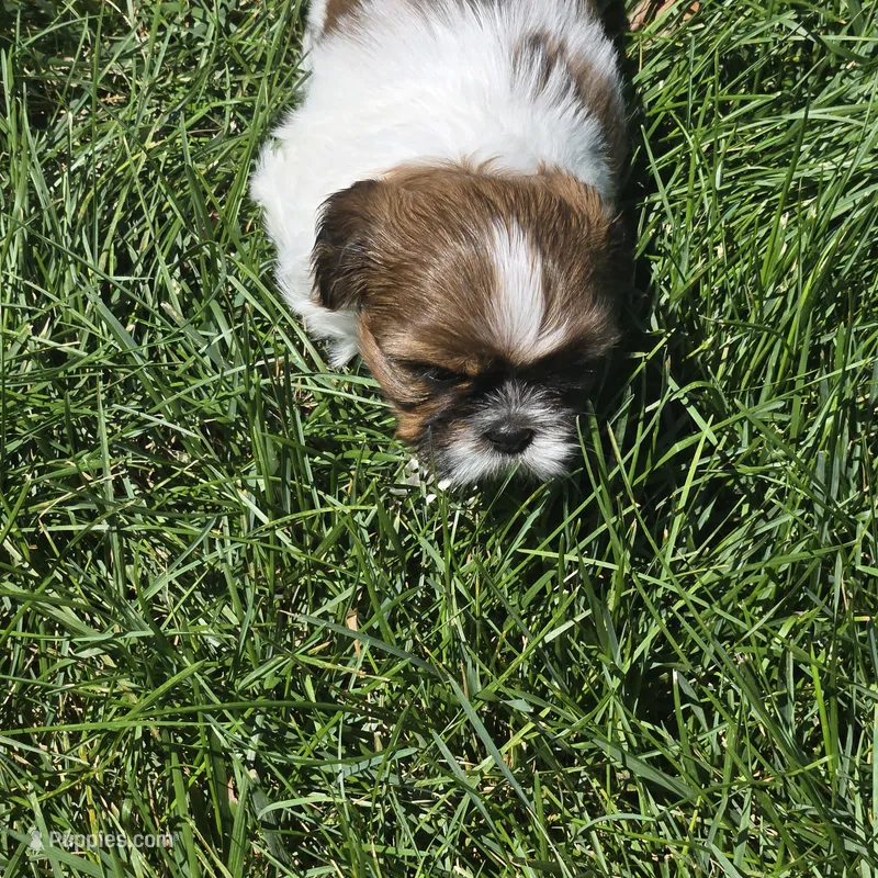 Stripe – Shih Tzu puppy for sale in Paynesville, MN
