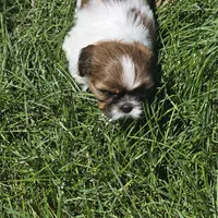 Stripe, a female Shih Tzu for sale in Paynesville, MN – 1 of 4