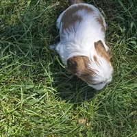 Big girl, a female Shih Tzu for sale in Paynesville, MN – 4 of 5