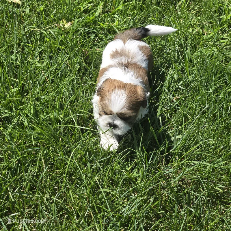Sweet girl – Shih Tzu puppy for sale in Paynesville, MN