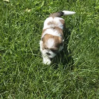 Sweet girl, a female Shih Tzu for sale in Paynesville, MN – 1 of 2
