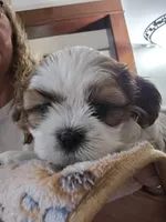 Sugar , a female Shih Tzu for sale in Paynesville, MN – 7 of 8