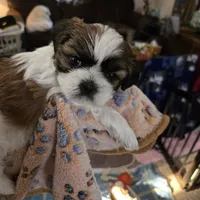 Sweet baby girl, a female Shih Tzu for sale in Paynesville, MN – 5 of 5