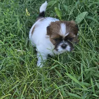 Stripe, a female Shih Tzu for sale in Paynesville, MN – 3 of 4