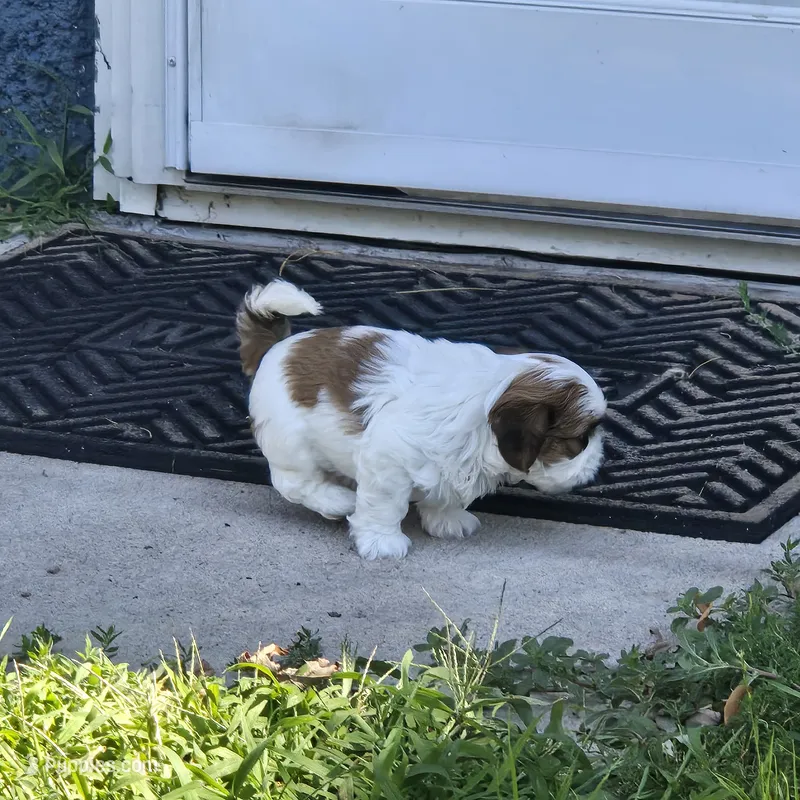 Big girl – Shih Tzu puppy for sale in Paynesville, MN