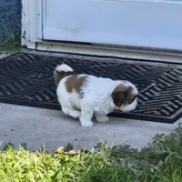 Big girl, a female Shih Tzu for sale in Paynesville, MN – 1 of 5