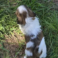 Heart, a female Shih Tzu for sale in Paynesville, MN – 3 of 3