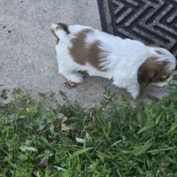 Big girl, a female Shih Tzu for sale in Paynesville, MN – 3 of 5