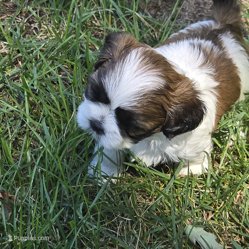 Heart – Shih Tzu puppy for sale in Paynesville, MN