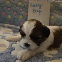 Handsome little man, a male Shih Tzu for sale in Paynesville, MN – 3 of 5