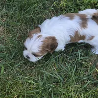 Big girl, a female Shih Tzu for sale in Paynesville, MN – 5 of 5