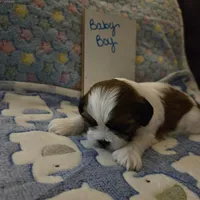 Handsome little man, a male Shih Tzu for sale in Paynesville, MN – 5 of 5