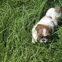 Stripe, a female Shih Tzu for sale in Paynesville, MN – 4 of 4