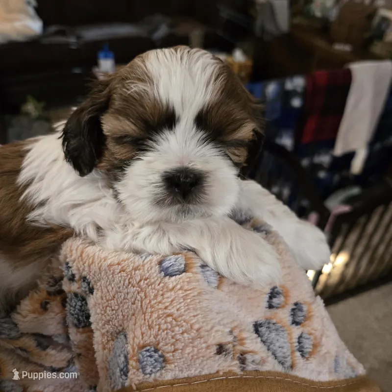Handsome little man – Shih Tzu puppy for sale in Paynesville, MN