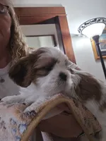 Sugar , a female Shih Tzu for sale in Paynesville, MN – 8 of 8