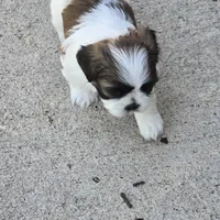 Heart, a female Shih Tzu for sale in Paynesville, MN – 2 of 3
