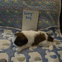 Handsome little man, a male Shih Tzu for sale in Paynesville, MN – 2 of 5
