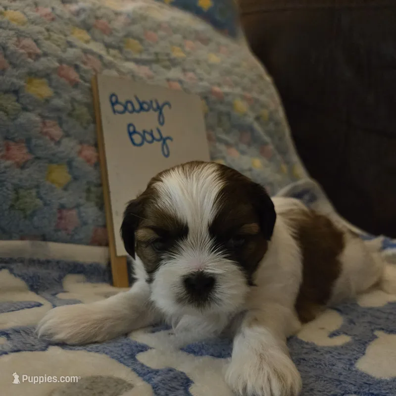 Handsome little man – Shih Tzu puppy for sale in Paynesville, MN